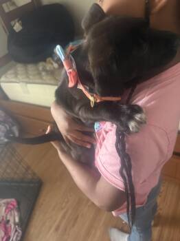 Labrador Retriever Dogs Available for Adoption in Plano, Texas - Delilah | PetCurious
