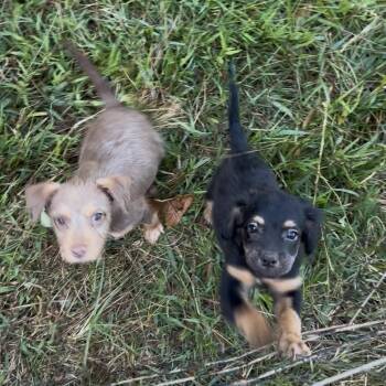 Crumpet -  Yorkshire Terrier Dog for Adoption in Olive Branch, Mississippi - Crumpet | PetCurious