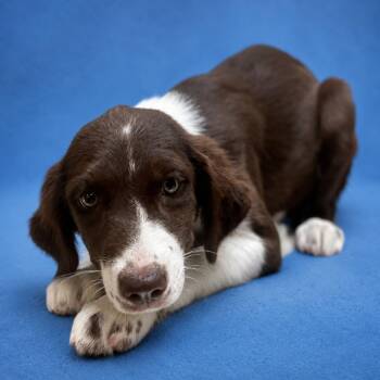 Rosie -  Labrador Retriever and Border Collie Dog for Adoption in Riverside, California - Rosie | PetCurious