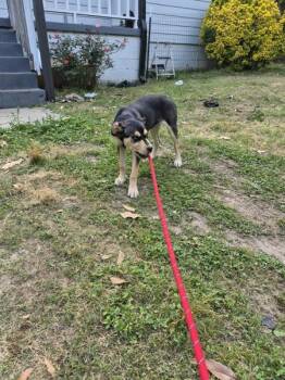 Labrador Retriever Dogs Available for Adoption in Lawrenceville, Georgia - Pen 198 | PetCurious