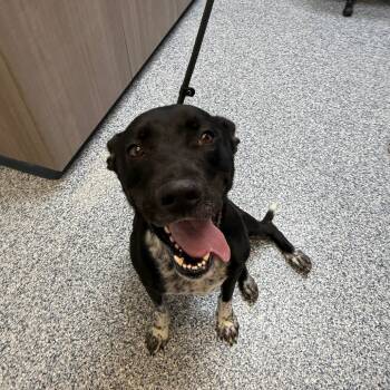 Rescue Mixed Breed Dogs for Adoption in Great Falls, Montana - Smokey | PetCurious