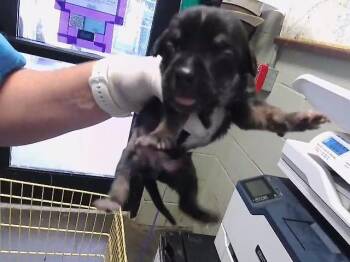 BLACK 5 -  Doberman Pinscher and Mixed Breed Dog for Adoption in Tulsa, Oklahoma - BLACK 5 | PetCurious