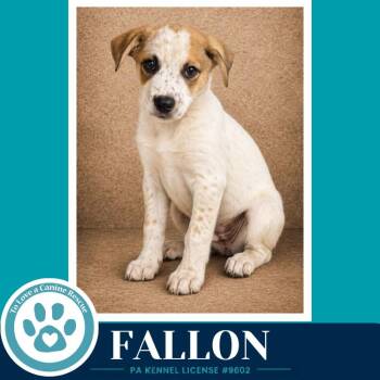 Fallon (Speckled Six) 082226 -  Cattle Dog Dog for Adoption in Kimberton, Pennsylvania - Fallon (Speckled Six) 082226 | PetCurious