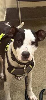 TOBY FLENDERSON -  Mixed Breed Dog for Adoption in Jacksonville, Florida - TOBY FLENDERSON | PetCurious
