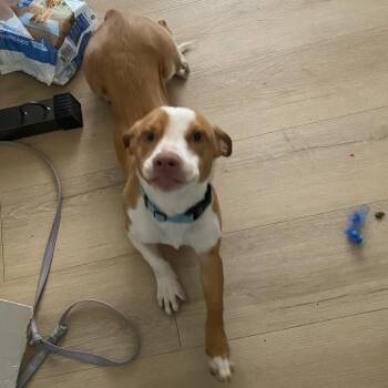 Viper -  Dachshund and Mixed Breed Dog for Adoption in East St. Louis, Illinois - Viper | PetCurious