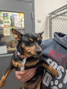 Miniature Pinscher Dogs Available for Adoption - Blueberry | PetCurious