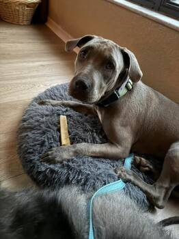 HARRIET -  Pit Bull Terrier Dog for Adoption in Ocala, Florida - HARRIET | PetCurious