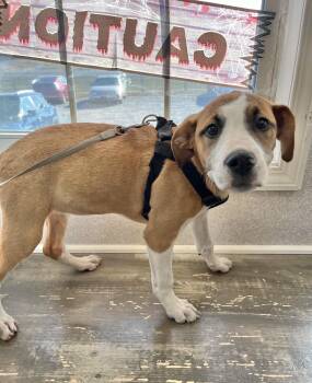 Mable -  Boxer Dog for Adoption in Manchester, Connecticut - Mable | PetCurious