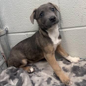Hound Dogs Available for Adoption in Briarcliff Manor, New York - Mollie **available At Offsite Adoption Event On Sunday, 6/7* Ple | PetCurious