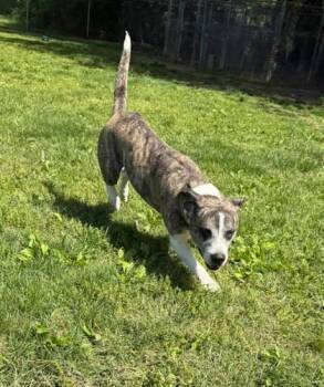 Terrier and Mixed Breed Dogs Available for Adoption in Paducah, Kentucky - Izzy | PetCurious