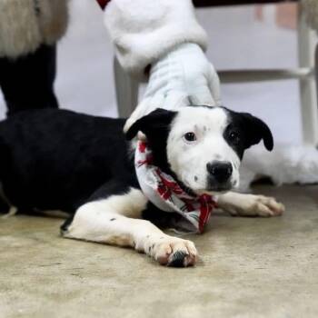Stromboli -  Labrador Retriever Dog for Adoption in Williston, Vermont - Stromboli | PetCurious