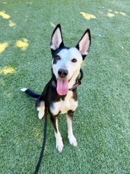 Sasha -  Border Collie and Mixed Breed Dog for Adoption in Chico, California - Sasha | PetCurious