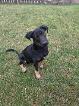 Rescue Black Labrador Retriever and Shepherd Dogs for Adoption in Plainfield, Illinois - Cash | PetCurious