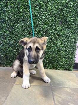 61092150 -  Shepherd and Mixed Breed Dog Available for Adoption in El Paso, Texas - 61092150 | PetCurious