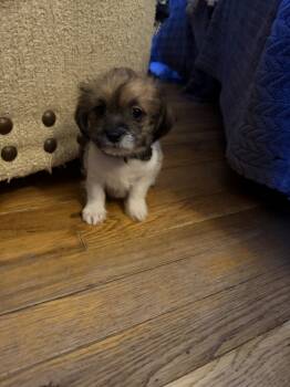 Rescue Terrier Dogs for Adoption in Plymouth, Michigan - Walnut | PetCurious