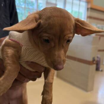 Little Mermaid -  Mixed Breed Dog for Adoption in Winston-salem, North Carolina - Little Mermaid | PetCurious