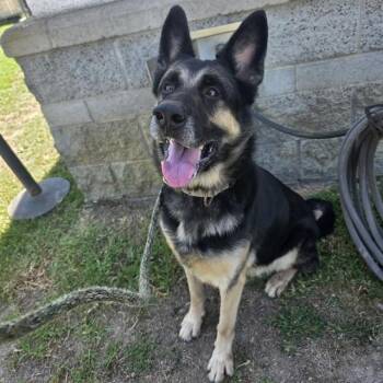 MAXWELL -  German Shepherd Dog Dog for Adoption in Long Beach, California - MAXWELL | PetCurious