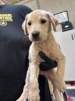 Pachino -  Labrador Retriever Dog for Adoption in Swainsboro, Georgia - Pachino | PetCurious