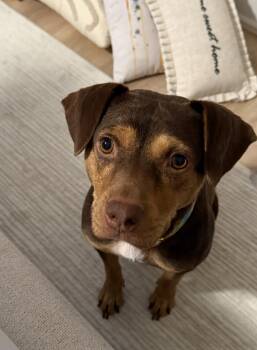 Mama primrose -  Pit Bull Terrier and American Staffordshire Terrier Dog for Adoption in Carmel Hamlet, New York - Mama Primrose | PetCurious