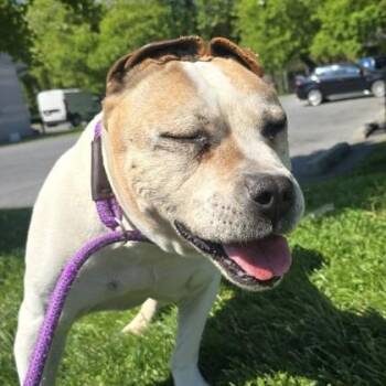 Mixed Breed Dogs Available for Adoption in Philadelphia, Pennsylvania - Dusty | PetCurious