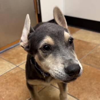 FWT Harry -  Mixed Breed Dog for Adoption in Midland, Texas - FWT Harry | PetCurious