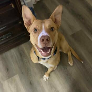 Rescue American Staffordshire Terrier and Labrador Retriever Dogs for Adoption in Lancaster, Ohio - CeeCee | PetCurious