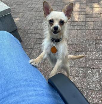 Freya -  Chihuahua Dog for Adoption in Blanchard, Oklahoma - Freya | PetCurious