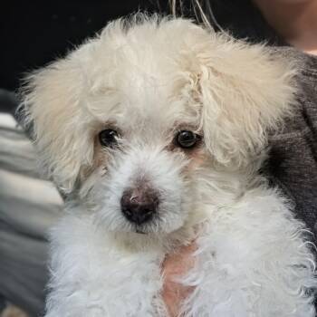 Teeter -  Shih Tzu and Poodle Dog for Adoption in Cleveland, Texas - Teeter | PetCurious