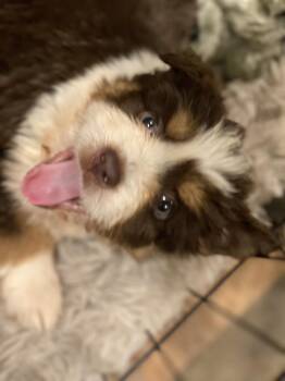 Australian Shepherd and Labrador Retriever Dogs Available for Adoption in Lewistown, Pennsylvania - Breezy | PetCurious