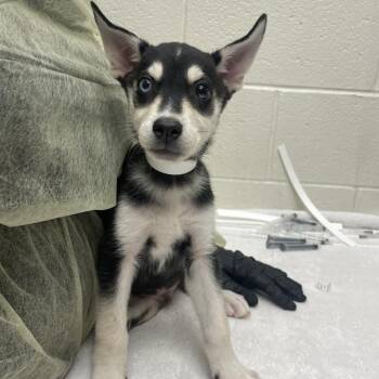 Astro -  Mixed Breed Dog for Adoption in Murray, Utah - Astro | PetCurious