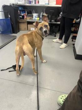 Rescue Mixed Breed Dogs for Adoption in West Chester, Pennsylvania - Fleur D` Oranger | PetCurious