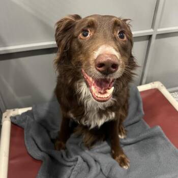 Border Collie and Mixed Breed Dogs Available for Adoption in Minnetonka, Minnesota - Karamel D68911 | PetCurious