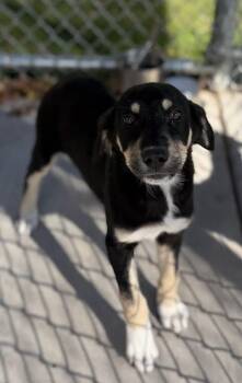Cruella -  Shepherd Dog for Adoption in Mauston, Wisconsin - Cruella | PetCurious