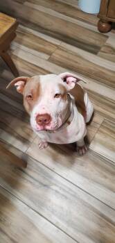 Rescue American Staffordshire Terrier and Pit Bull Terrier Dogs for Adoption in Rancho Cucamonga, California - Penny | PetCurious