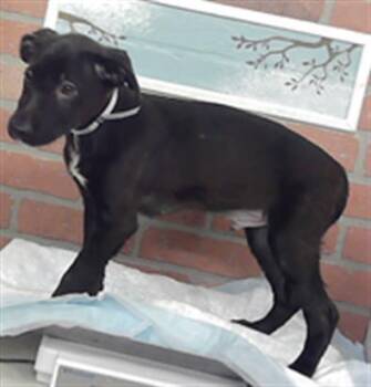 JETT -  German Shepherd Dog and Mixed Breed Dog for Adoption in Houston, Texas - JETT | PetCurious