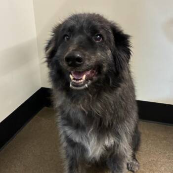 Ivy -  Great Pyrenees and Mixed Breed Dog for Adoption in Portland, Oregon - Ivy | PetCurious