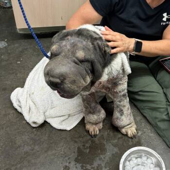 Mia -  Shar Pei Dog for Adoption in Evensville, Tennessee - Mia | PetCurious