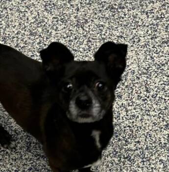 Chihuahua Dogs Available for Adoption in Golden, Colorado - Gretchen | PetCurious