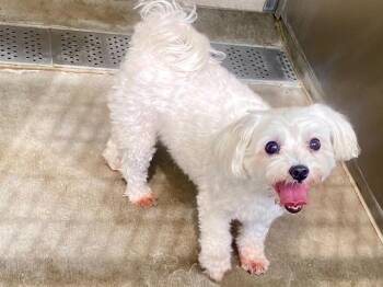 MARCY -  Maltese Dog for Adoption in Tustin, California - MARCY | PetCurious