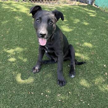 Black Labrador Retriever Dogs Available for Adoption - Buster | PetCurious