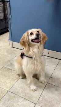 Charlie Brown -  Golden Retriever and Cocker Spaniel Dog for Adoption in Englewood, Florida - Charlie Brown | PetCurious