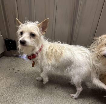 Rescue Terrier Dogs for Adoption in Thousand Oaks, California - Spicy Grrrl | PetCurious
