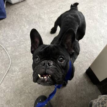 Betty -  French Bulldog Dog for Adoption in Philadelphia, Pennsylvania - Betty | PetCurious