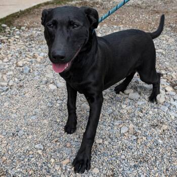 Bull Terrier and Black Labrador Retriever Dogs Available for Adoption in Thayne, Wyoming - Raven | PetCurious
