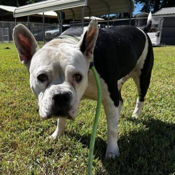 Joy -  Mixed Breed Dog for Adoption in Greenville, South Carolina - Joy | PetCurious