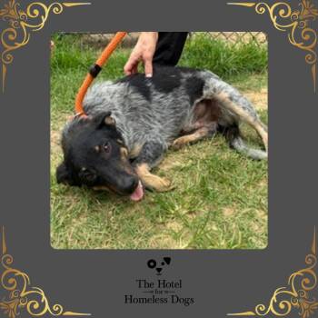 Ranger -  Bluetick Coonhound and Shepherd Dog for Adoption in Cumberland, Rhode Island - Ranger | PetCurious
