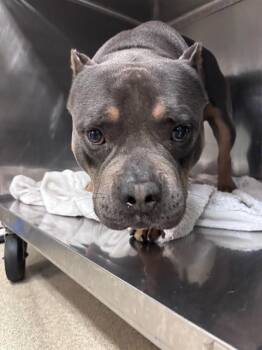 SCOOTER -  American Staffordshire Terrier Dog for Adoption in Oklahoma City, Oklahoma - SCOOTER | PetCurious