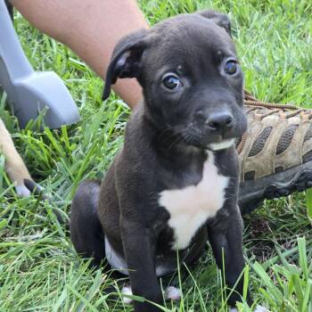 Twirl -  Labrador Retriever and Terrier Dog for Adoption in Wake Forest, North Carolina - Twirl | PetCurious