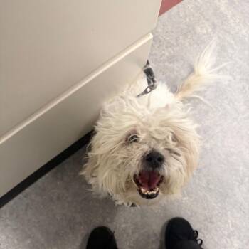 Remington -  Mixed Breed Dog for Adoption in Philadelphia, Pennsylvania - Remington | PetCurious