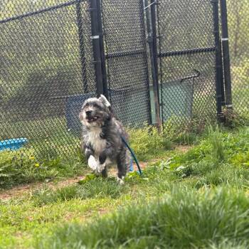 Terrier and Mixed Breed Dogs Available for Adoption in York, Pennsylvania - Luna | PetCurious